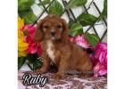 Explore AKC Cavalier King Charles Puppies
