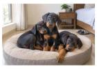 Doberman puppies for sale in Noida