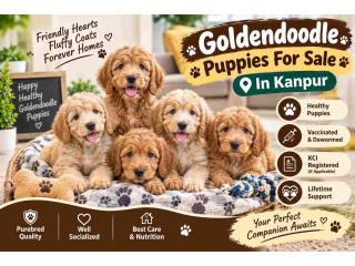 Goldendoodle Puppies For Sale