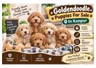 Goldendoodle Puppies For Sale