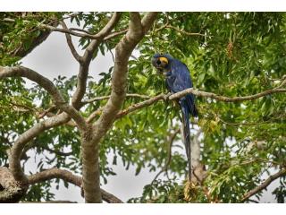 Explore the Amazon with a Tambopata Jungle Tour 2 Days