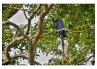 Explore the Amazon with a Tambopata Jungle Tour 2 Days