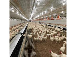 Design Hygienic Poultry with Lightweight Duramax Vinyl Panels