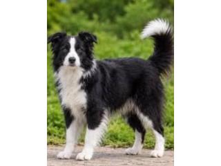 Excellent Border Collie