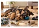 German Shepherd Puppies for Sale in Kolkata