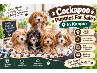 Cockapoo Puppies For Sale