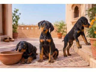 Doberman puppies for sale in Jaipur