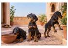 Doberman puppies for sale in Jaipur