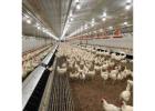 Choose PVC Poultry Wall Panels for Easy-to-Clean Spaces