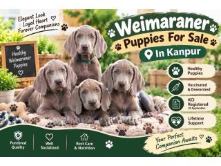 Weimaraner Puppies For Sale