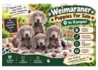 Weimaraner Puppies For Sale