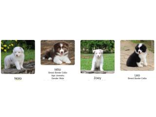 Meet Our Beautiful Border Collie Puppies