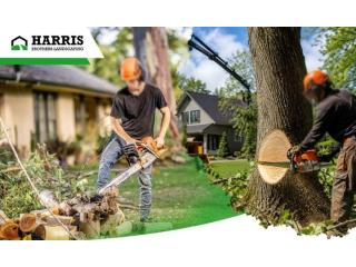 Cutting trees safely and effectively with Harris Brothers