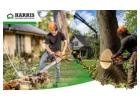 Cutting trees safely and effectively with Harris Brothers
