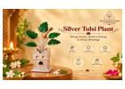 Shop Silver Tulsi Plant Online at Best Price