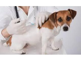 Pet Vaccinations in Richmond: Protect Your Pets from Preventable Diseases