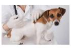 Pet Vaccinations in Richmond: Protect Your Pets from Preventable Diseases