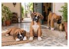 Boxer Puppies for Sale in Hyderabad