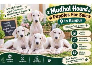 Mudhol hound Puppies For Sale