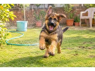 German Shepherd Puppies for Sale in Chennai