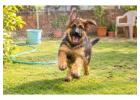 German Shepherd Puppies for Sale in Chennai