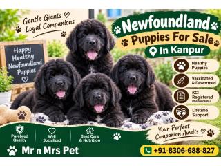 Newfoundland Puppies For Sale