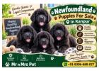 Newfoundland Puppies For Sale