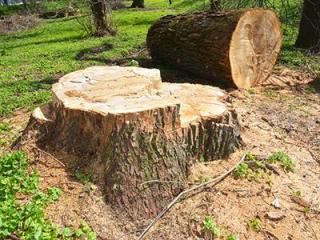 Root Removal Services Sydney