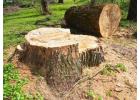 Root Removal Services Sydney