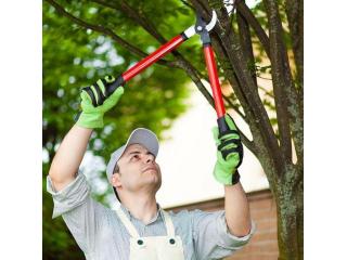Tree Removal Near Me North Shore