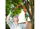 Tree Removal Near Me North Shore